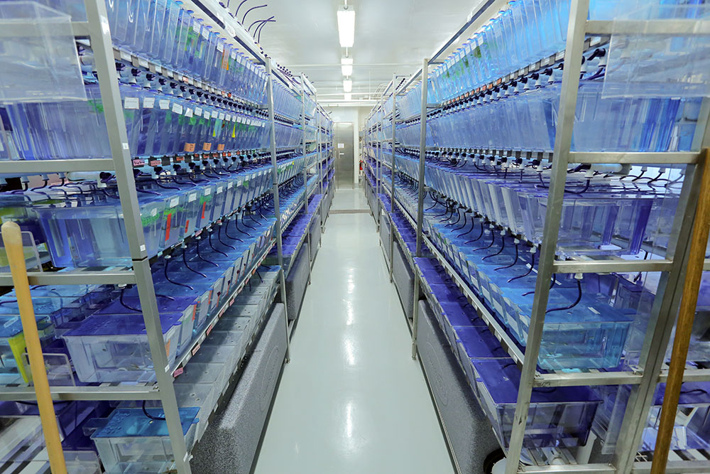 This image of the Zebrafish Functional Genomics Core at Penn State College of Medicine, taken during its April 2016 grand opening, shows an aisle framed by five shelves of zebrafish tanks down either side. The tanks appear deep blue, and zebrafish can faintly be seen swimming in the frontmost ones.