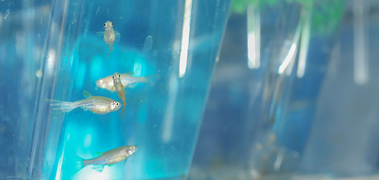 Zebrafish are seen in tanks at the Penn State College of Medicine Zebrafish Functional Genomic Core. Several fish are seen in detail at left in focus, with an out-of-focus background of their tank and neighboring tanks framing them at right.