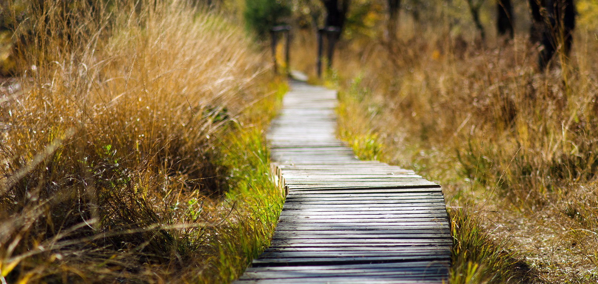 A wooden bridge winding through nature with tall grass