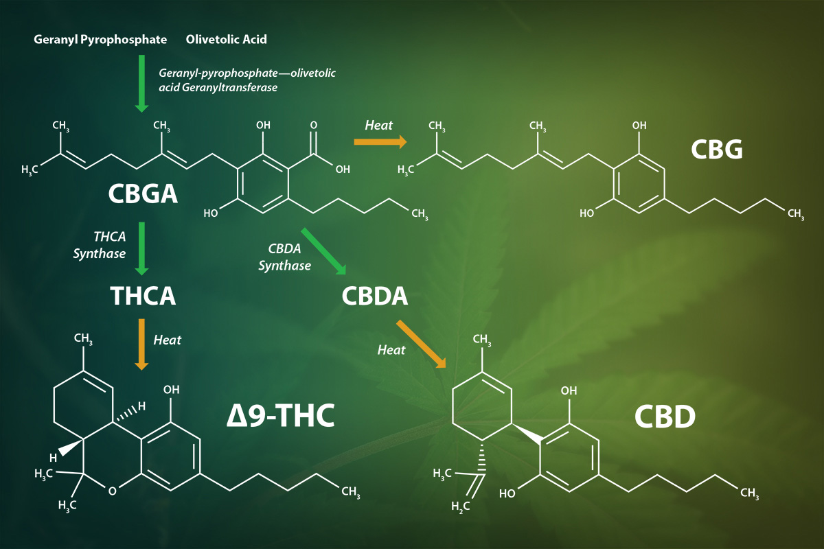 Structure drawings of compounds and molecules related to CBD, Delta-9 THC and related topics.